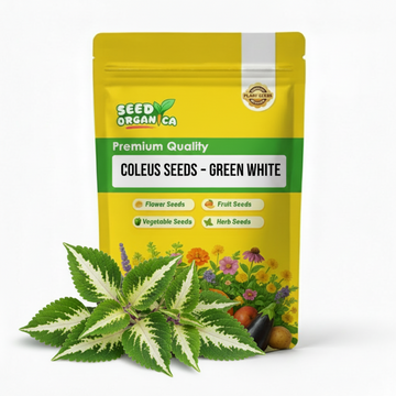 Coleus Seeds – Green White