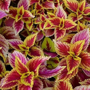 Coleus Seeds – Light Yellow & Pink