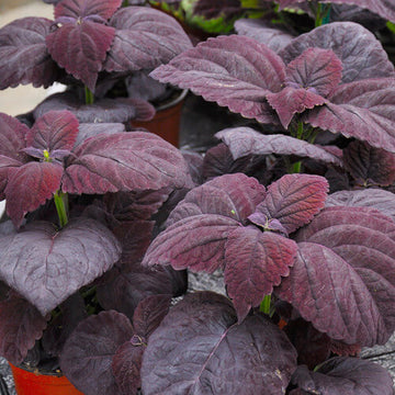 Coleus Seeds – Palisandra Black
