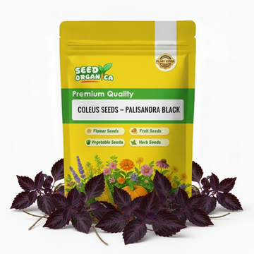 Coleus Seeds – Palisandra Black