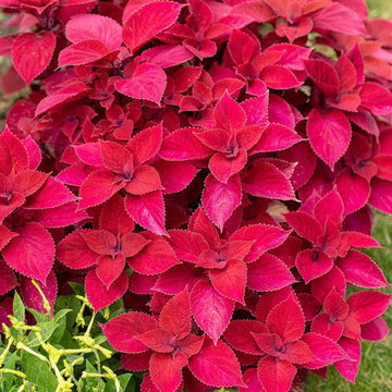 Coleus Seeds – Red