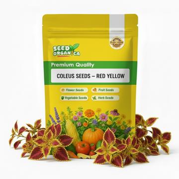 Coleus Seeds – Red Yellow