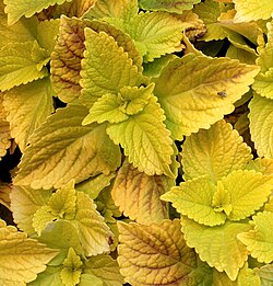 Coleus_Seeds Yellow_
