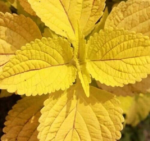 Coleus Seeds – Yellow