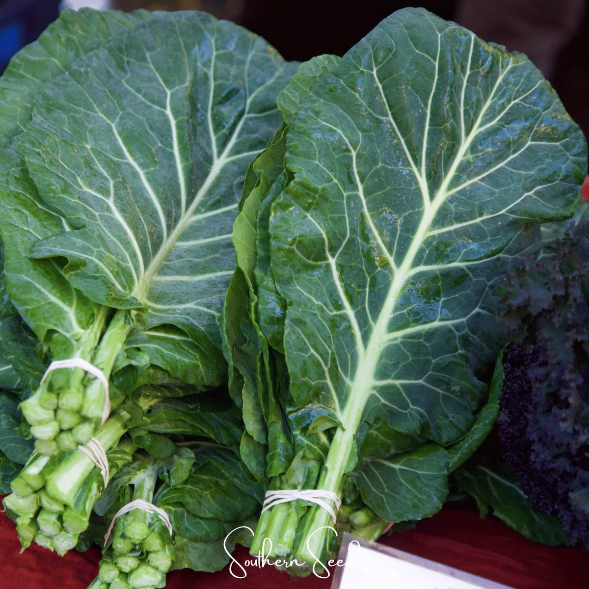 Collard Greens Seeds – Green Georgia