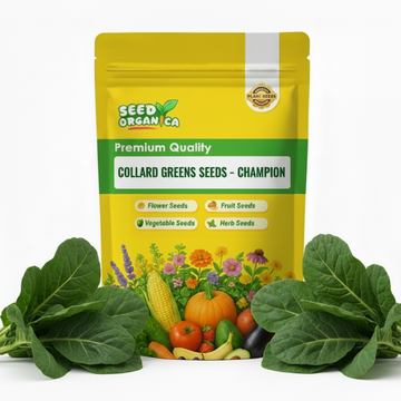 Collard Greens Seeds – Champion