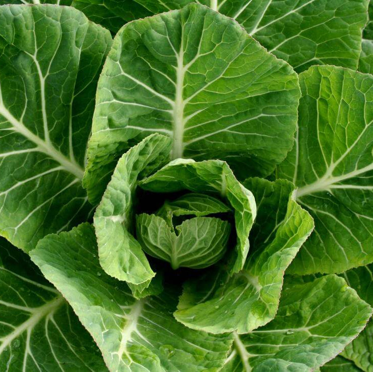 Collard Greens Seeds – Hearty