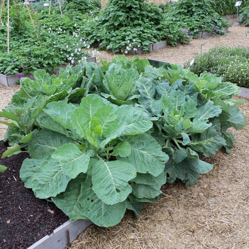 Collard Seeds – Greens
