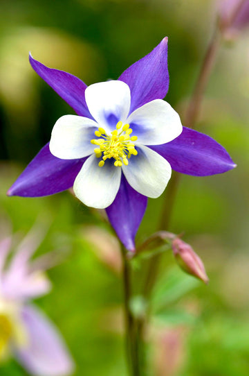 Columbine Aquilegia Seeds
