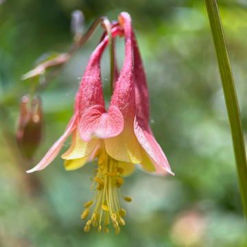 Columbine Seeds – Canadian

