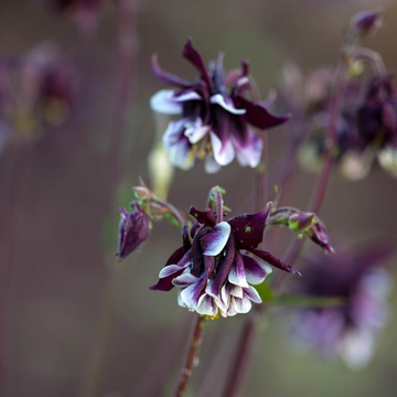 Columbine Seeds - Aquilegia Vulgaris
