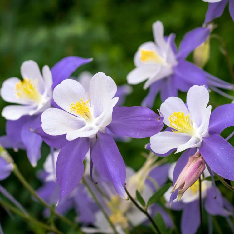 Columbine Seeds - Flower Plant for Home Gardens