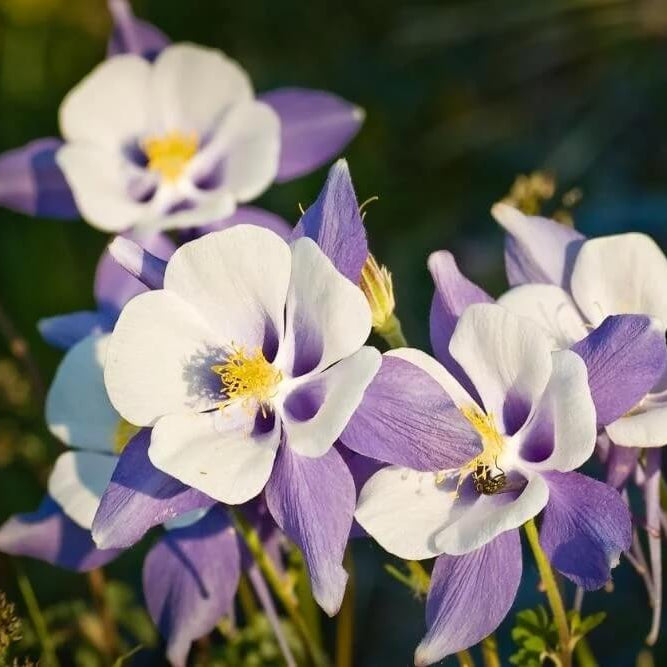 Columbine Seeds - Flower Plant for Home Gardens