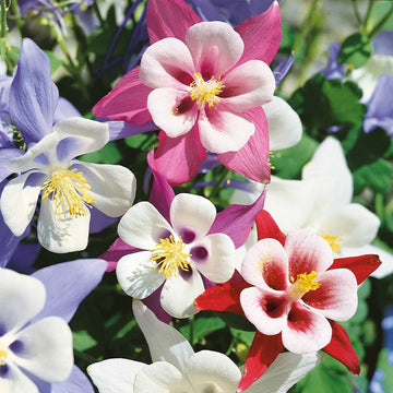 Columbine Seeds – Oriental Wildflower Garden Mix
