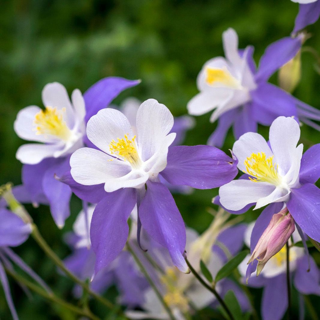 Columbine Seeds – Purple
