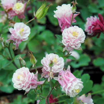 Columbine Seeds – Winky Double Rose
