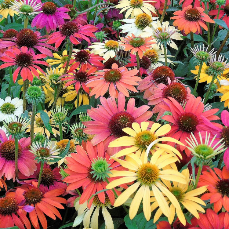 Coneflower Seeds – Cheyenne Spirit
