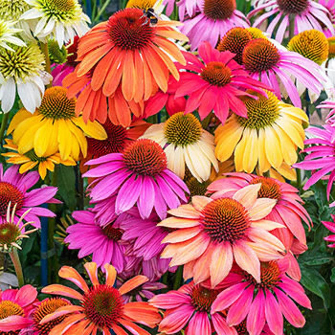 Coneflower Seeds – Cheyenne Spirit
