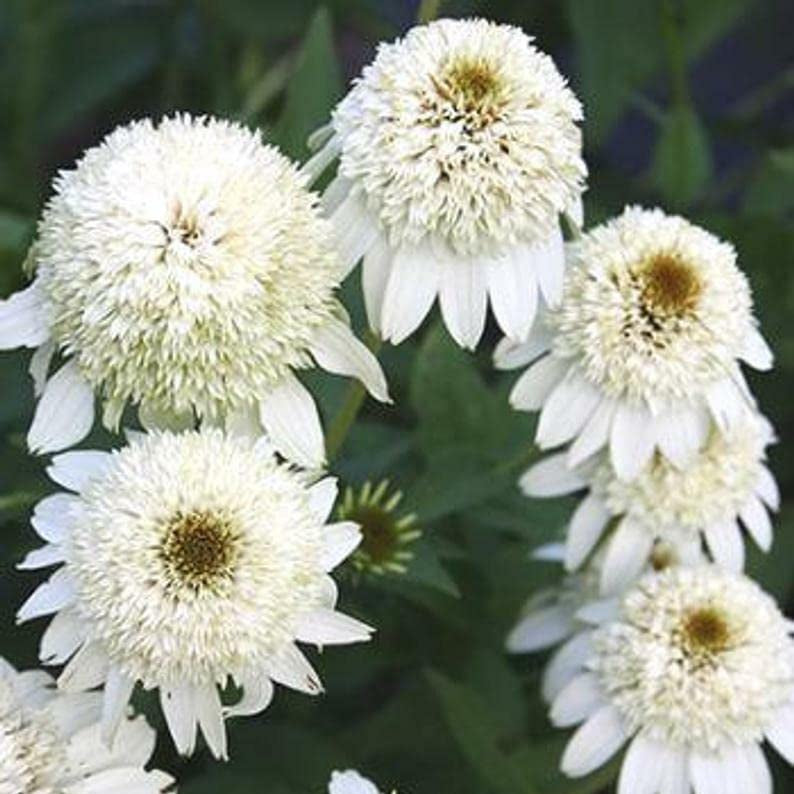 Coneflower Seeds – Double White
