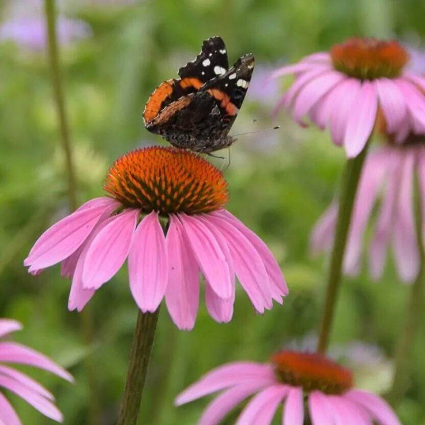 Coneflower Seeds – Organic, Attracts Bees and Butterflies
