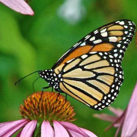 Coneflower Seeds – Organic, Attracts Bees and Butterflies
