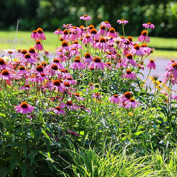 Coneflower Seeds – Pollinator

