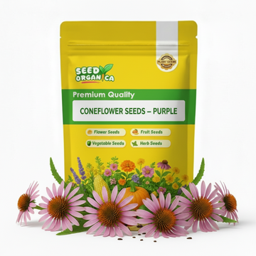 Coneflower Seeds – Purple
