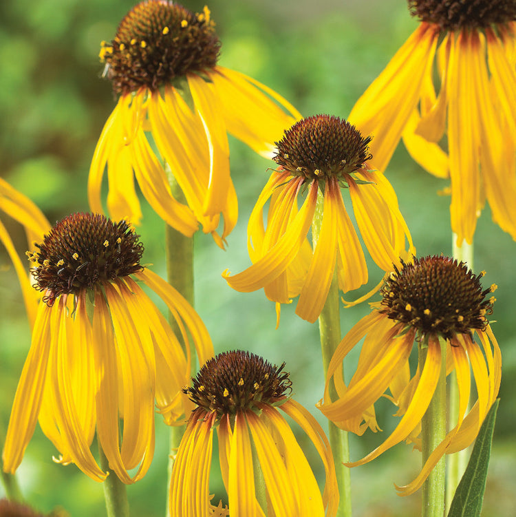 Coneflower Seeds – Yellow
