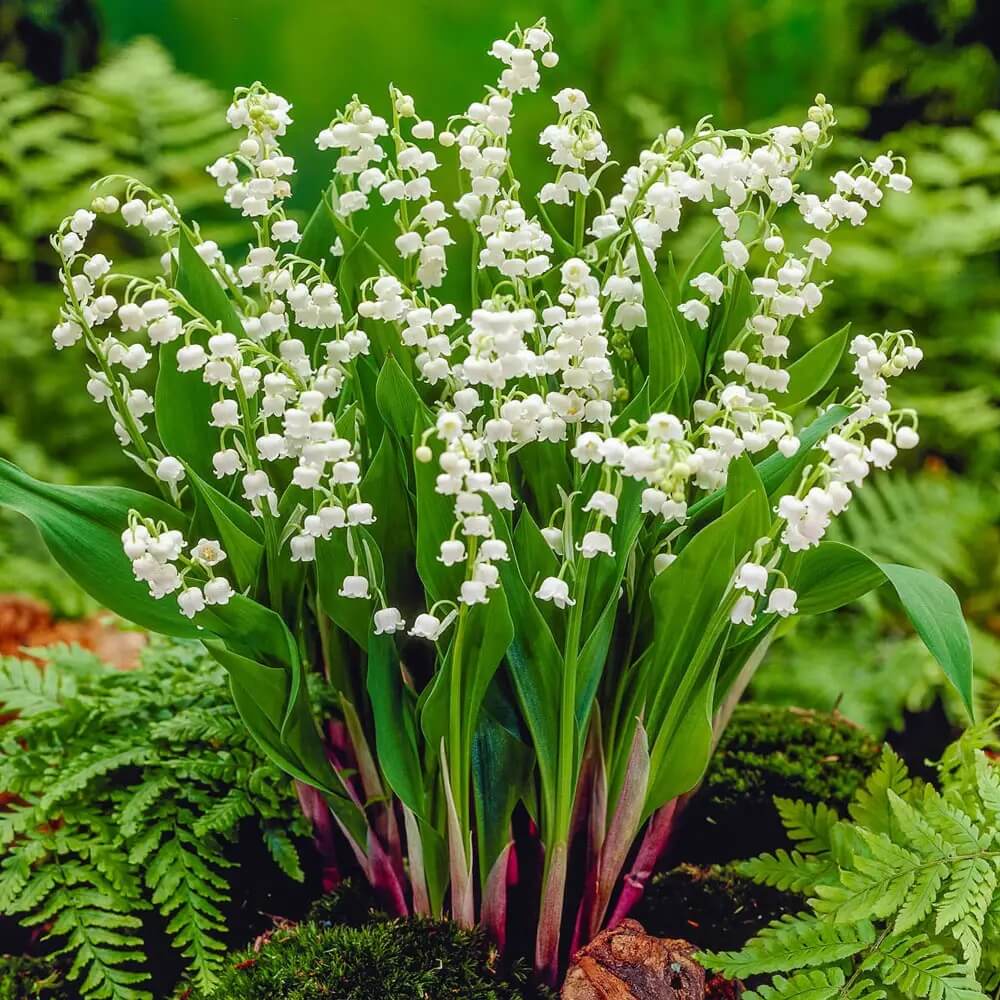 Convallaria Majalis Seeds – Wildflower Mix