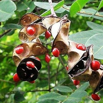 Coral Bean Seeds – Ornamental