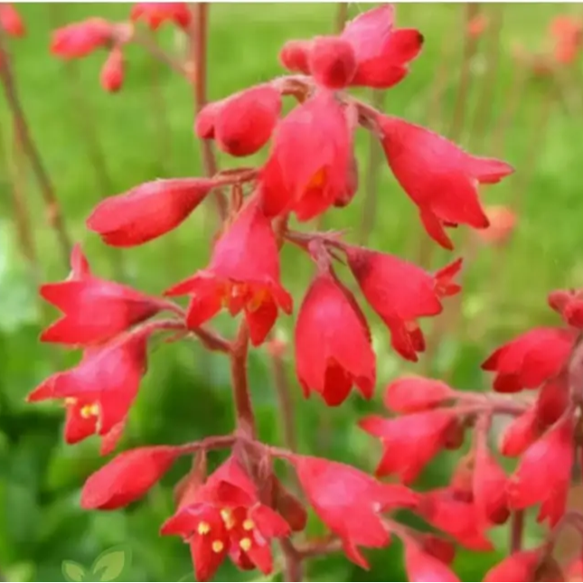 Coral Bells Seeds – Perennial Shade-Loving
