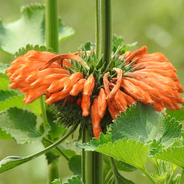 Klip Dagga Leonotis Nepetifolia Seeds – Herbal Plant