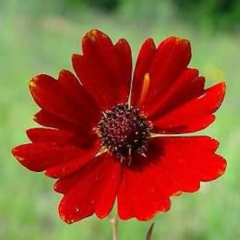 Coreopsis Seeds – Red