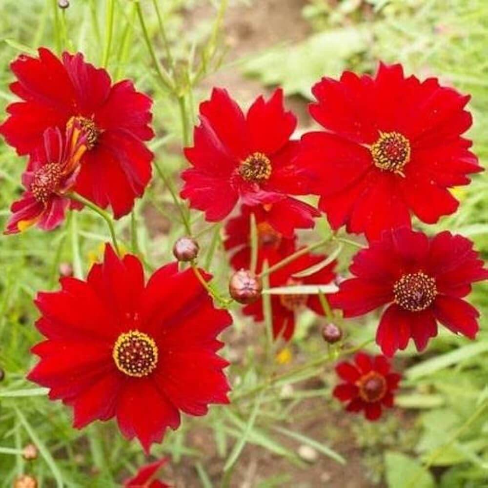 Coreopsis Seeds – Red