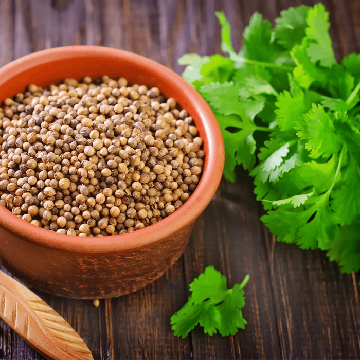 Coriander Seeds – Coriandrum sativum