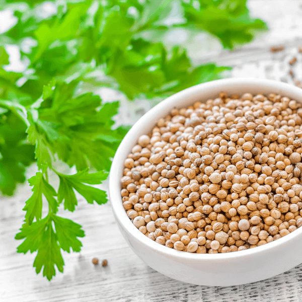 Coriander Seeds – Green