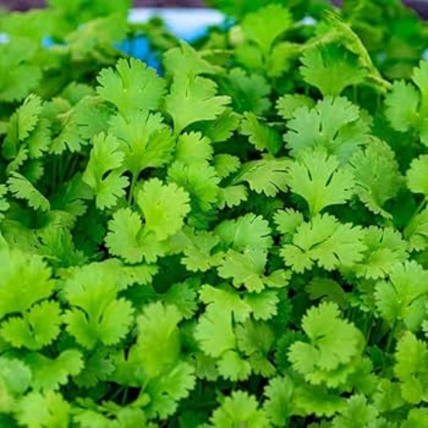 Coriander Seeds – Light Green