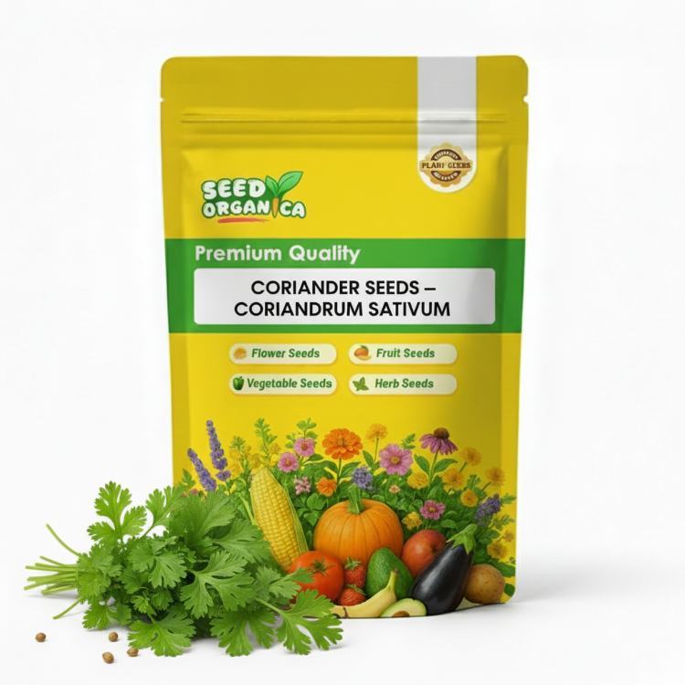 Coriander Seeds – Coriandrum sativum