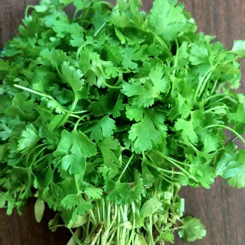 Coriander Seeds – Dwarf Lemon