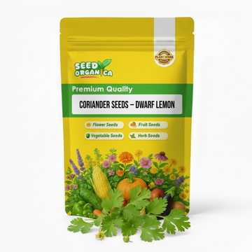 Coriander Seeds – Dwarf Lemon