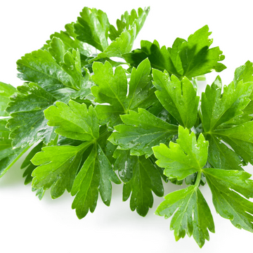 Coriander Seeds – Fiesta Green