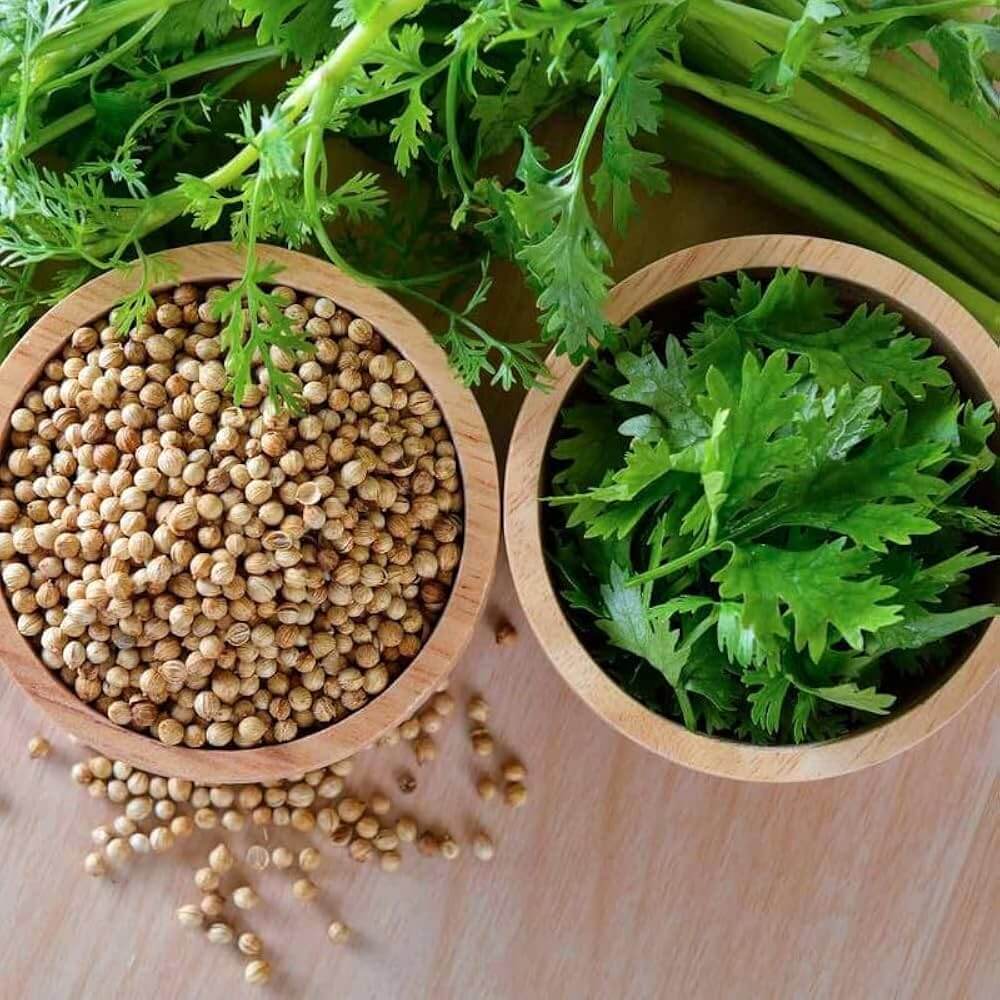 Coriander Seeds – Green