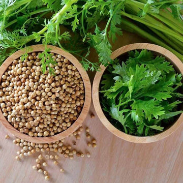Coriander Seeds – Green