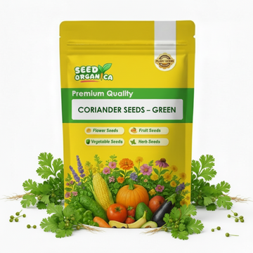 Coriander Seeds – Green
