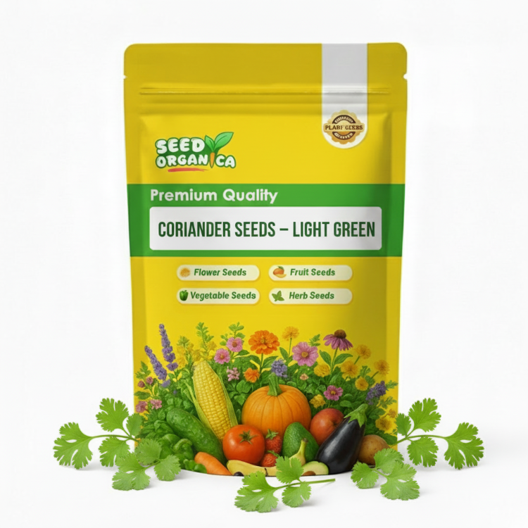 Coriander Seeds – Light Green