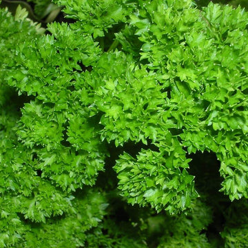 Coriander Seeds – Organic parsley