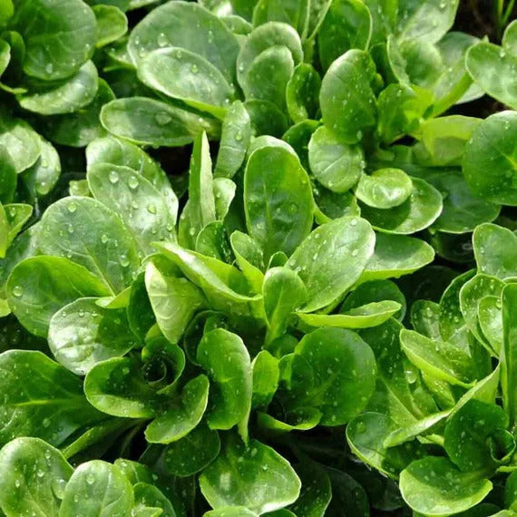 Corn Salad Seeds
