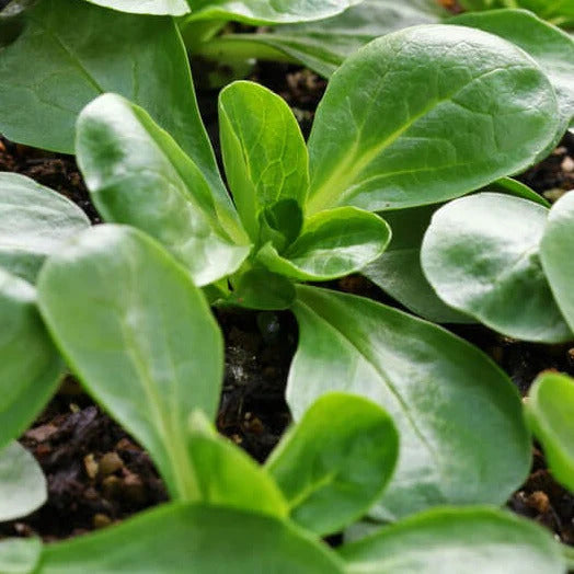 Corn Salad Seeds
