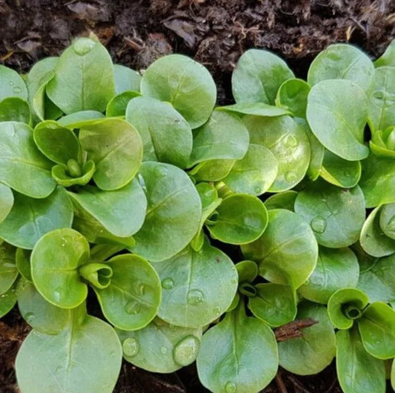 Corn Salad Seeds
