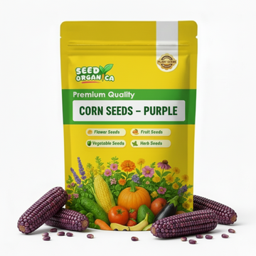 Corn Seeds – Purple